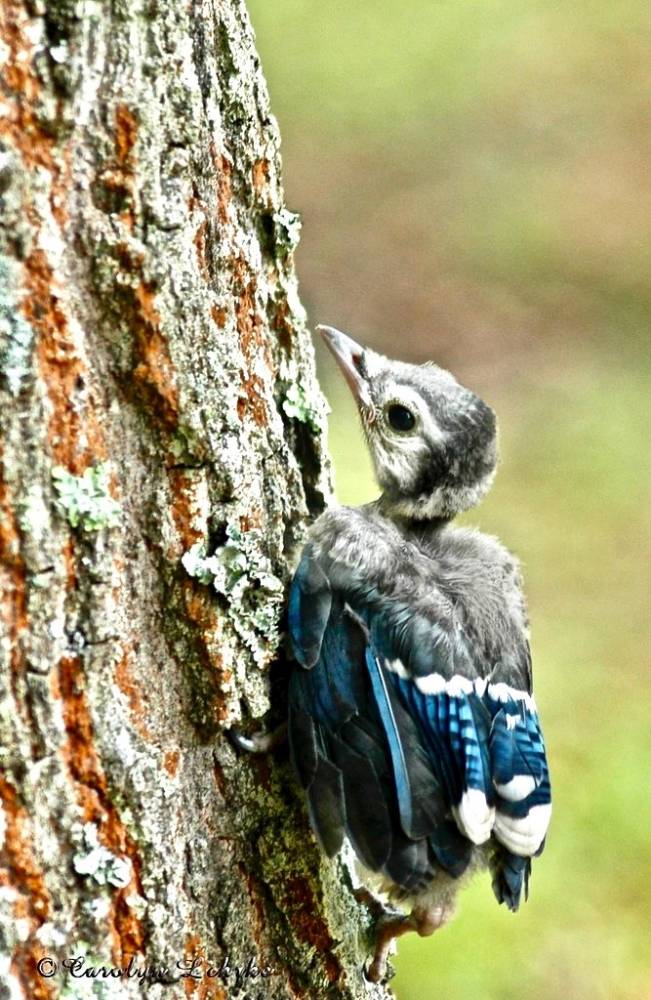Blue Jay Juvenile by Carolyn Lehrke is licensed under CC BY-NC-ND 2.0